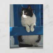 Katze Postkarte (Vorderseite)