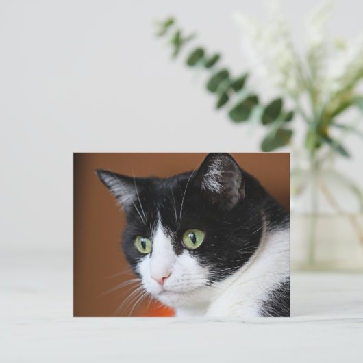 Katze Postkarte (Stehend Vorderseite)