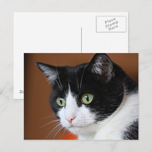 Katze Postkarte (Vorne/Hinten)