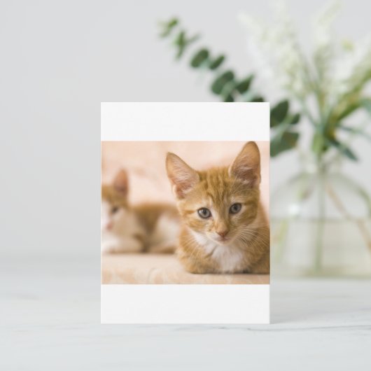Katze Postkarte (Stehend Vorderseite)