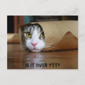 Katze Postkarte (Vorderseite)