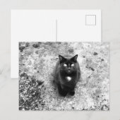 Katze Postkarte (Vorne/Hinten)