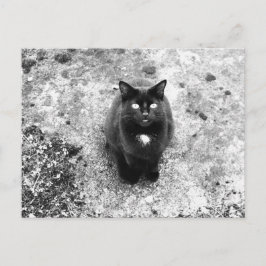 Katze Postkarte