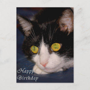 Katze Postkarte