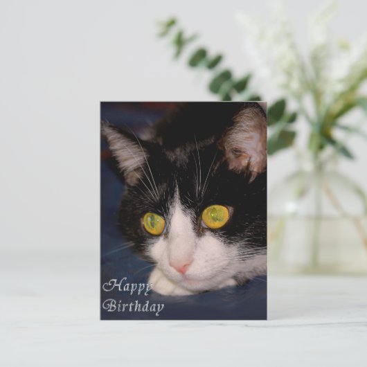 Katze Postkarte (Stehend Vorderseite)
