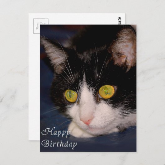 Katze Postkarte (Vorne/Hinten)