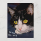 Katze Postkarte (Vorderseite)