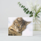 Katze Postkarte (Stehend Vorderseite)