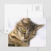 Katze Postkarte (Vorne/Hinten)