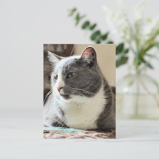 Katze Postkarte (Stehend Vorderseite)