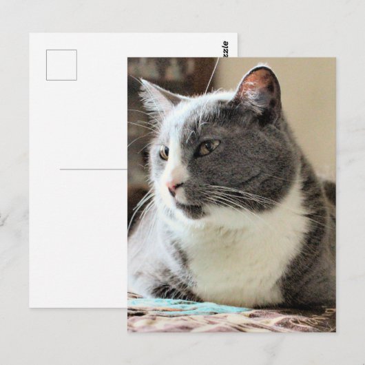 Katze Postkarte (Vorne/Hinten)