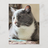 Katze Postkarte (Vorderseite)