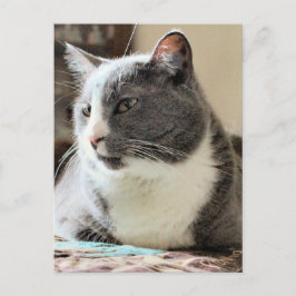 Katze Postkarte