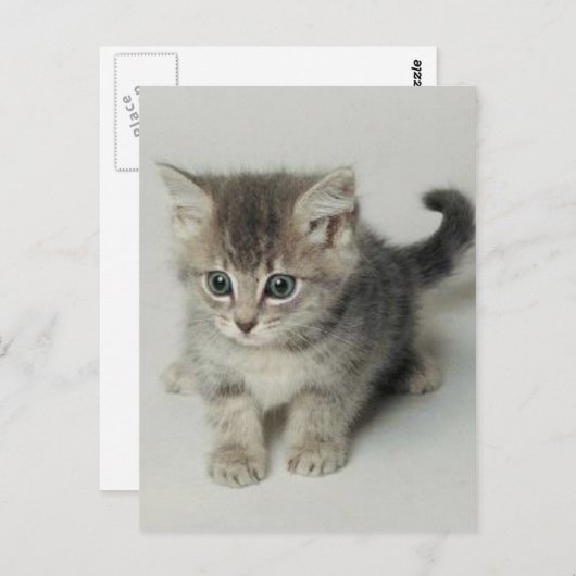KATZE POSTKARTE (Vorne/Hinten)