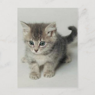 KATZE POSTKARTE