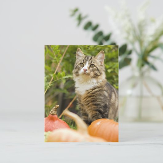 Katze Postkarte (Stehend Vorderseite)