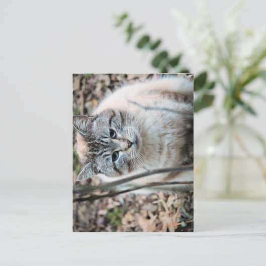 Katze Postkarte (Stehend Vorderseite)