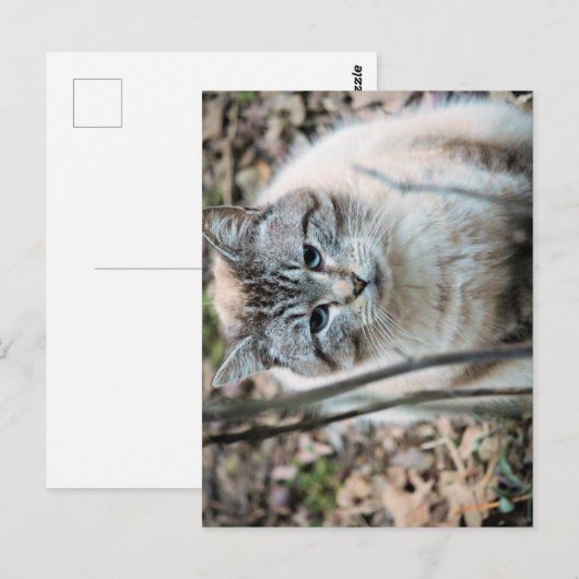 Katze Postkarte (Vorne/Hinten)