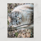 Katze Postkarte (Vorderseite)