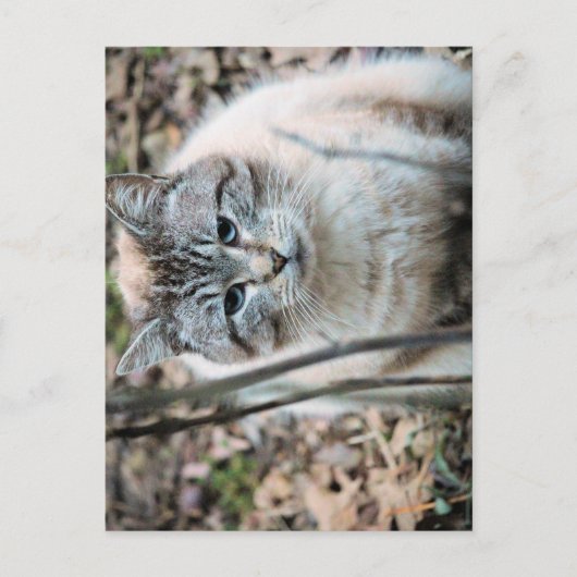 Katze Postkarte (Vorderseite)