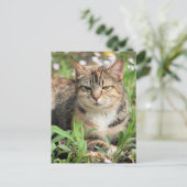 Katze Postkarte (Stehend Vorderseite)