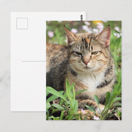 Katze Postkarte (Vorne/Hinten)