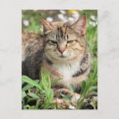 Katze Postkarte (Vorderseite)