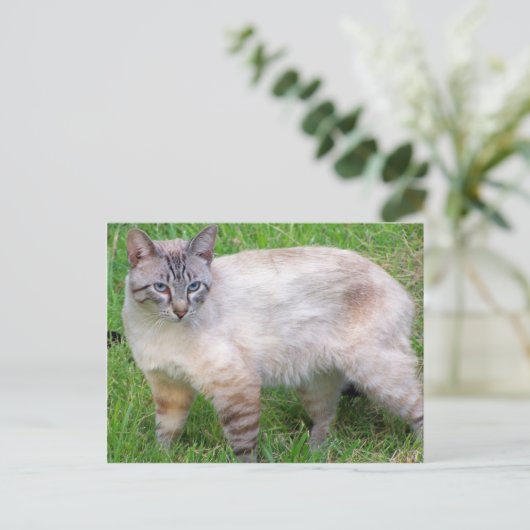 Katze Postkarte (Stehend Vorderseite)