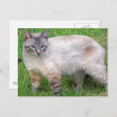 Katze Postkarte (Vorne/Hinten)