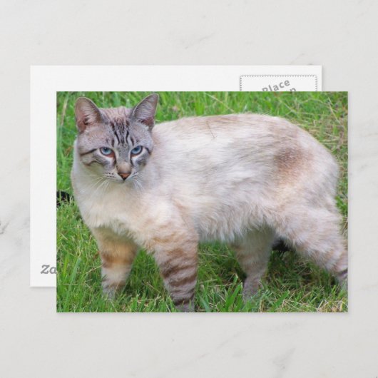 Katze Postkarte (Vorne/Hinten)