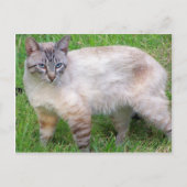 Katze Postkarte (Vorderseite)