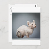 KATZE POSTKARTE (Vorne/Hinten)