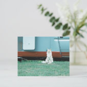 Katze Postkarte (Stehend Vorderseite)