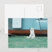 Katze Postkarte (Vorne/Hinten)