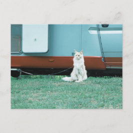 Katze Postkarte