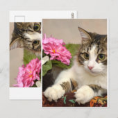 Katze Postkarte (Vorne/Hinten)