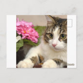 Katze Postkarte (Rückseite)