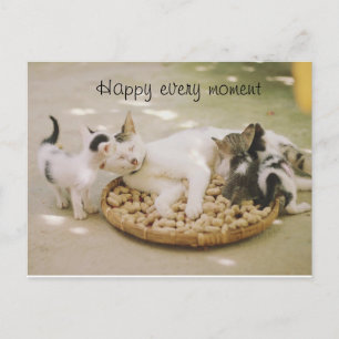 Katze Postkarte