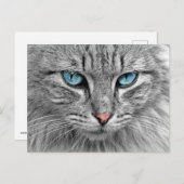 Katze Postkarte (Vorne/Hinten)