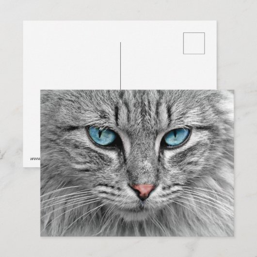 Katze Postkarte (Vorne/Hinten)
