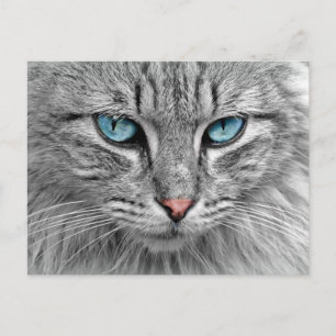 Katze Postkarte