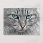 Katze Postkarte (Vorderseite)