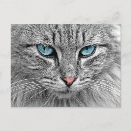 Katze Postkarte (Vorderseite)