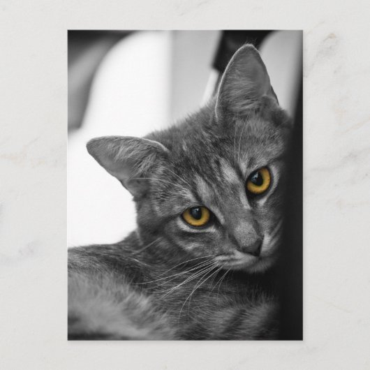 Katze Postkarte (Vorderseite)