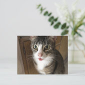 Katze Postkarte (Stehend Vorderseite)