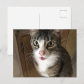 Katze Postkarte (Vorne/Hinten)