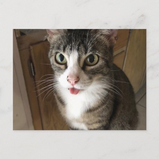 Katze Postkarte (Vorderseite)