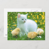 katze postkarte (Vorne/Hinten)