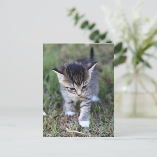 Katze Postkarte (Stehend Vorderseite)