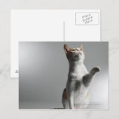 Katze Postkarte (Vorne/Hinten)